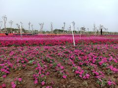 -芒洲湿地公园