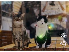 -喵屿·大理花园猫咖