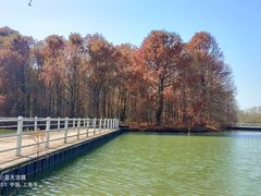 -上海海湾国家森林公园