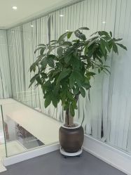 点击看大图 -木子美学