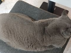 -喵园·猫主题咖啡厅·撸猫·猫咖(国贸店)