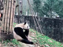 -都江堰中华大熊猫苑