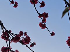 -三圣花乡旅游区