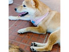 -柴犬高等学院·狗咖·柴犬售卖·宠物训练