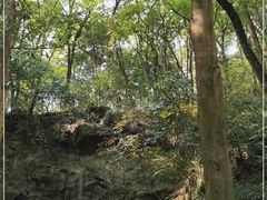 -上海佘山国家森林公园天马山园