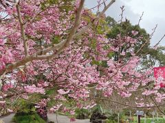 -南山植物园
