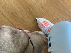 -Husky Go! 哈士奇体验馆·宠物咖啡厅狗咖