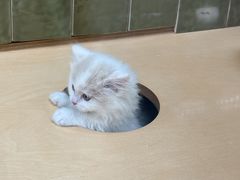 -帕帕拉兹宠物(亚洲旗舰店)