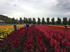 -富田农场