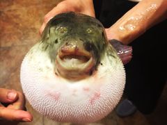 -天正河鲀·河豚亭(大连店)