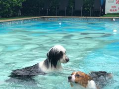 -汪说喵讲宠物乐园宠物酒店(红星美凯龙店)