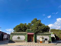 -塔尔寺菩提树