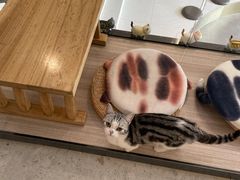 -飞行喵MR PILOT|猫舍·猫咖(静安大融城店)
