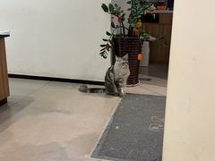 -御宝贝·A梦猫科宠物医院(国际猫友好医院)