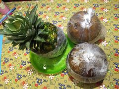 iphone_upload_pic-志龙皇冠吃货椰子铺