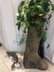 -长沙纹身·龙堂刺青·三土师傅的店