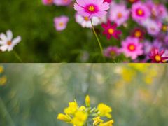 -天适樱花悠乐园