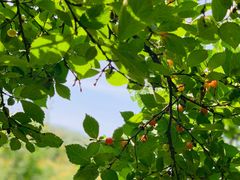 -阳台山自然风景区