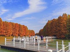 -上海海湾国家森林公园