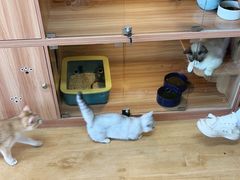-喵百万·布偶·蓝金金渐层英短·猫舍(百子湾店)