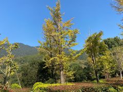 -逸廊大堂吧-下午茶·简餐-千岛湖自由洲际殿