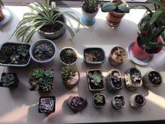-秦美花卉(天朗·莱茵小城2期店)