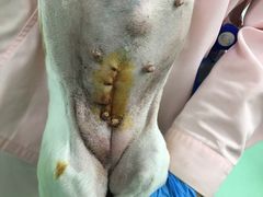 -北京观赏动物医院·24小时大型综合·猫专科·异宠专科