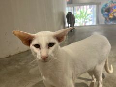 -more than meow吴止猫主题餐厅(承德 中船汇店)