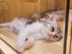 -屋虎猫馆(宝安大仟里店)