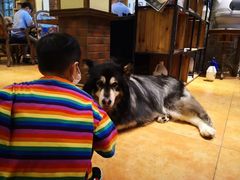 -more than meow吴止猫主题餐厅(承德 中船汇店)