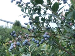 -金谷域澳洲庄园