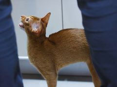 -babydoll猫舍·米努特·德文·缅因(久光中心店)