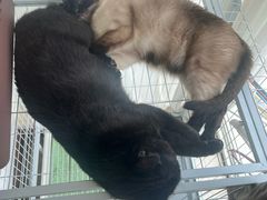 -中农大我爱我爱动物医院·核磁CT·猫病·24小时夜诊中心(石佛营店)