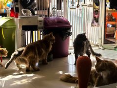 -平行世界·猫咖(首经贸店)