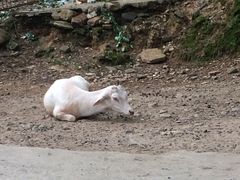 -白鹿洞书院
