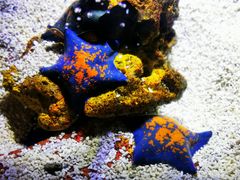 -北海海底世界