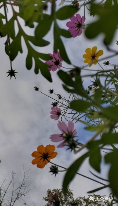 西流沱小镇图片
