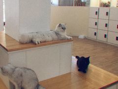 -李小姐の猫咖啡馆(五角场店)