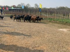 -武汉开心果园农业发展有限公司