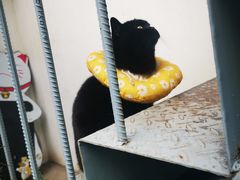 -喵屿·大理花园猫咖