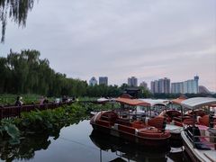 -莲花池公园