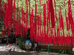 -西双版纳原始森林公园