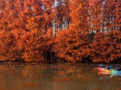-上海海湾国家森林公园