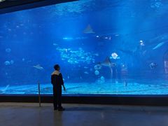 -烟台海昌鲸鲨海洋公园