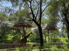 -北京野生动物园