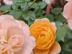 -泉乐坊步行街(烟酒特产平价超市店)