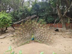 -广州长隆飞鸟乐园