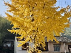 -四明山国家森林公园