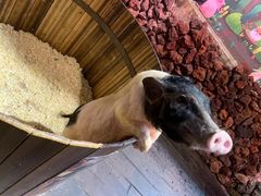 -正佳雨林生态植物园