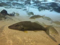 -悉尼海洋生物水族馆
